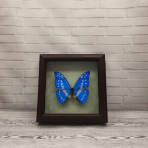 Метелик в рамці Morpho cypris