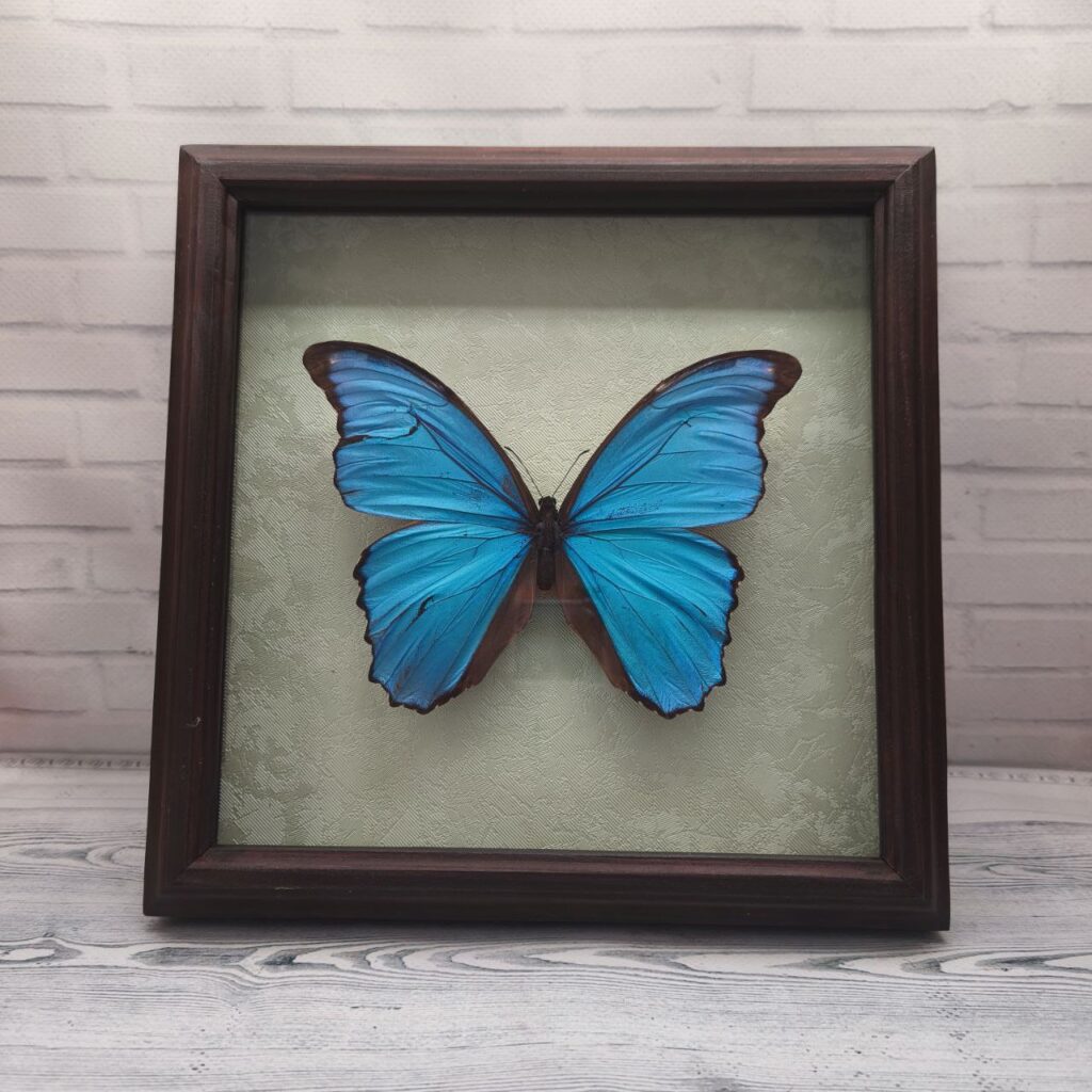 Метелик в рамці Morpho didius