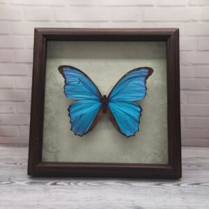 Метелик в рамці Morpho didius