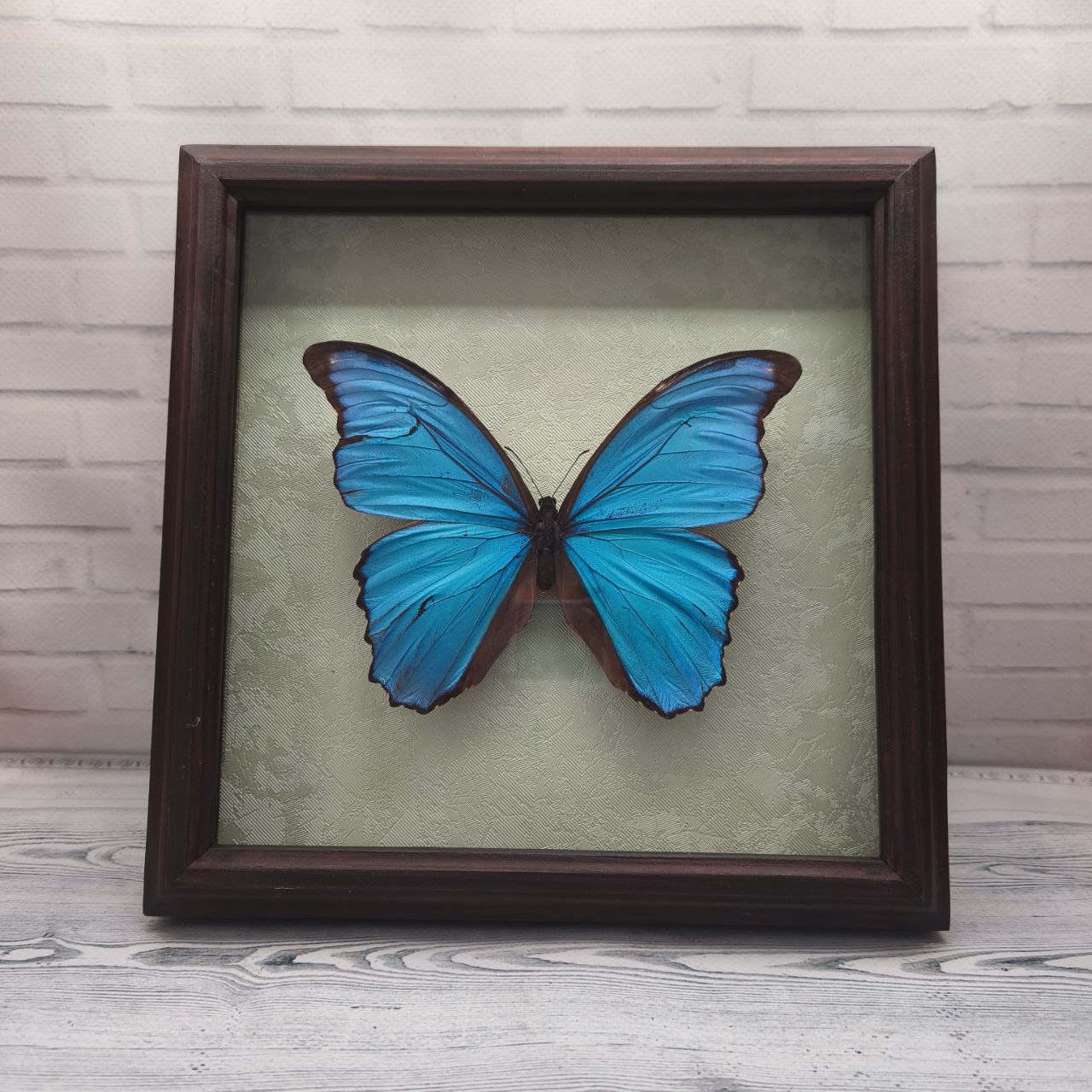 Метелик в рамці Morpho didius