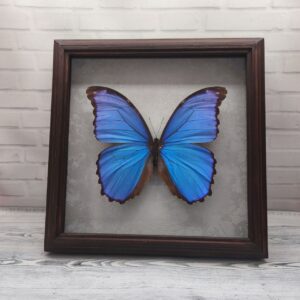 Метелик в рамці Morpho didius