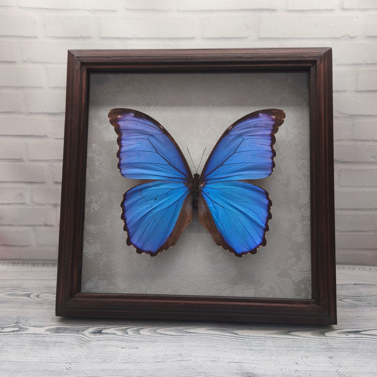 Метелик в рамці Morpho didius