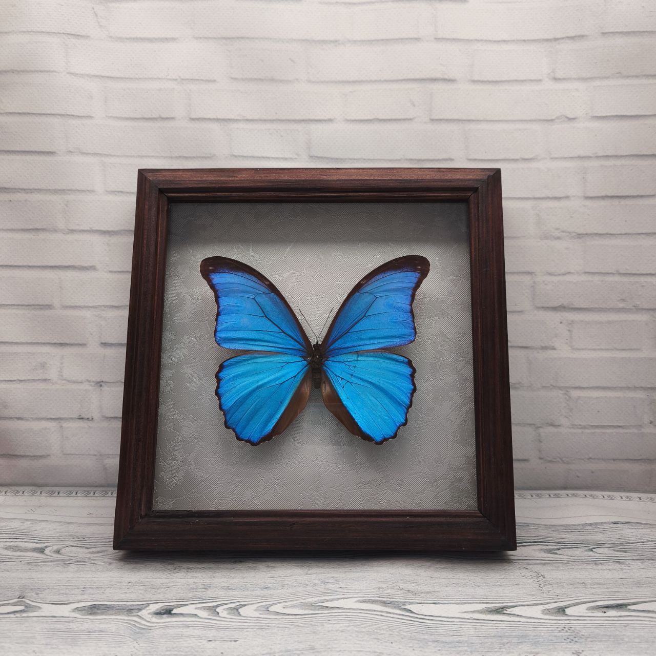 Метелик в рамці Morpho didius