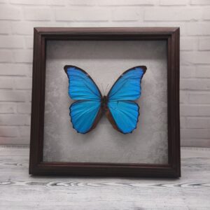 Метелик в рамці Morpho didius