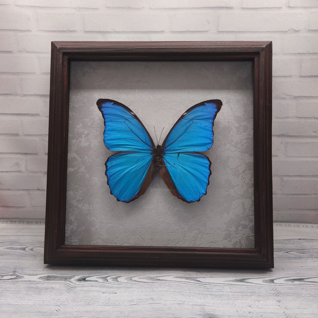 Метелик в рамці Morpho didius