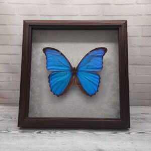 Метелик в рамці Morpho didius