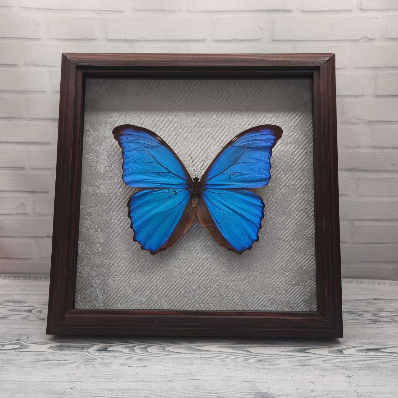 Метелик в рамці Morpho didius