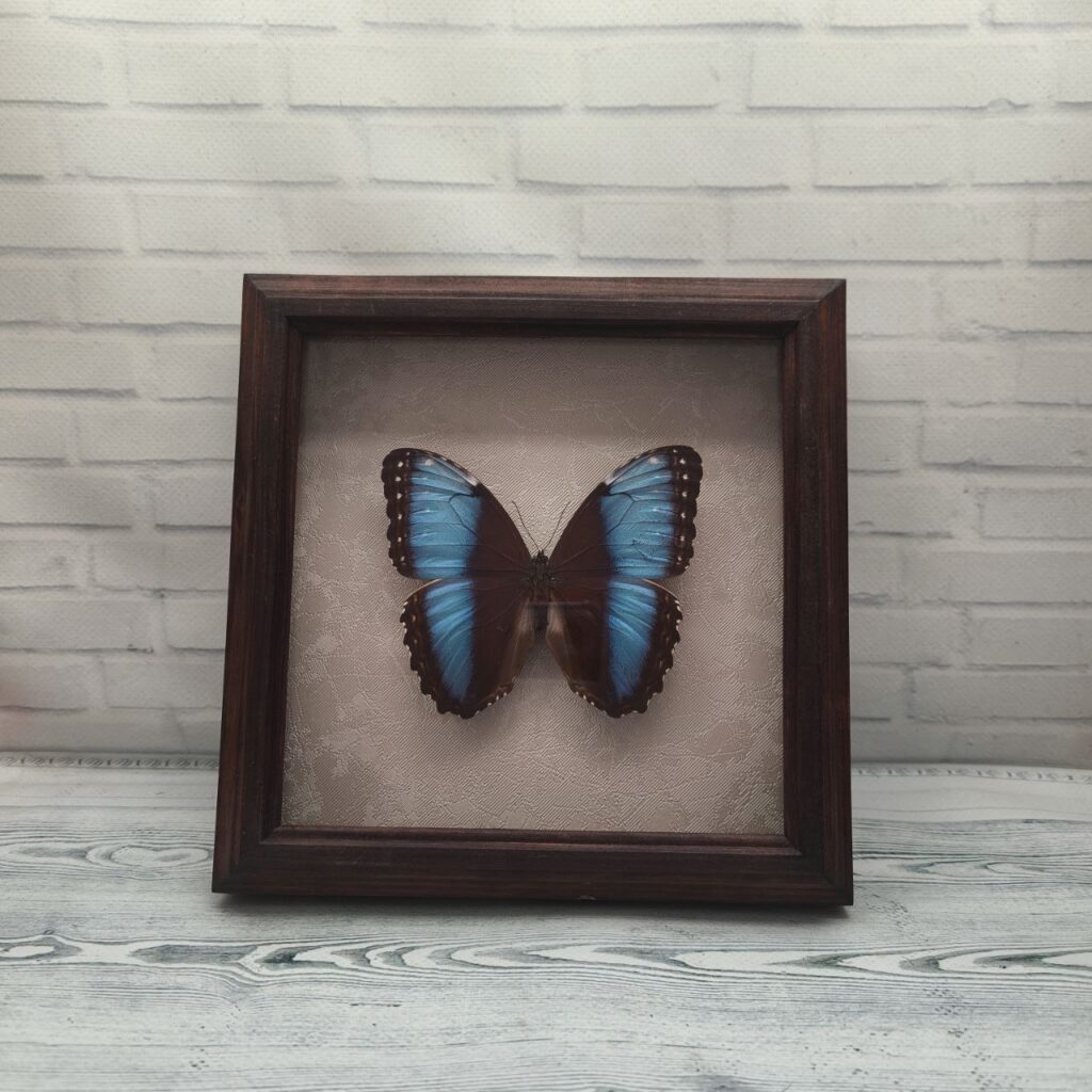 Метелик в рамці Morpho marinita