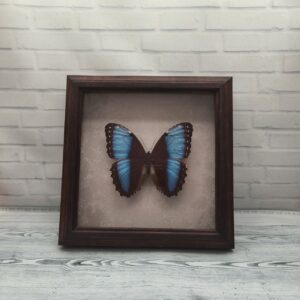 Метелик в рамці Morpho marinita