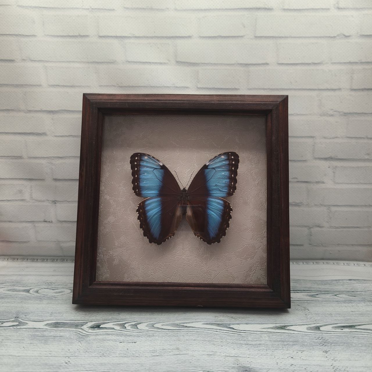 Метелик в рамці Morpho marinita