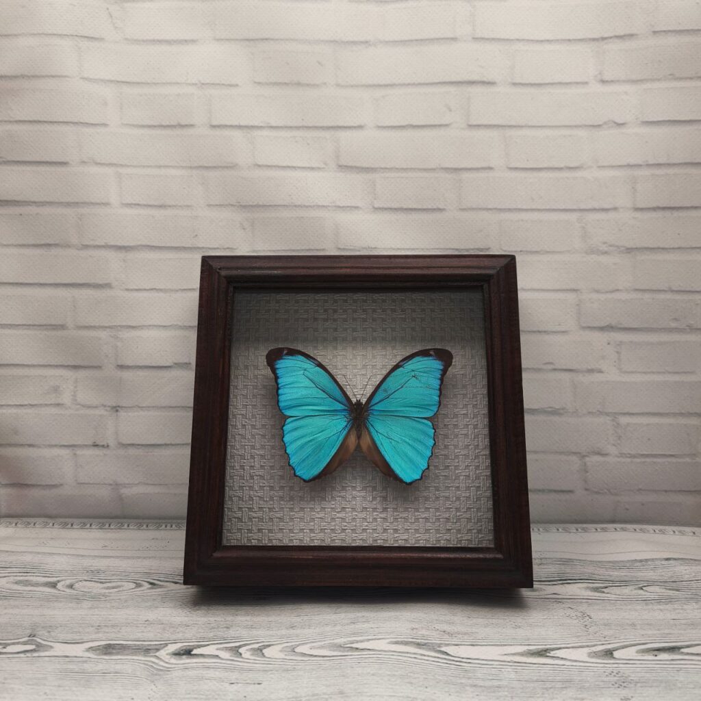 Метелик в рамці Morpho menelaus