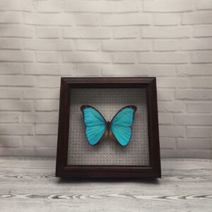 Метелик в рамці Morpho menelaus