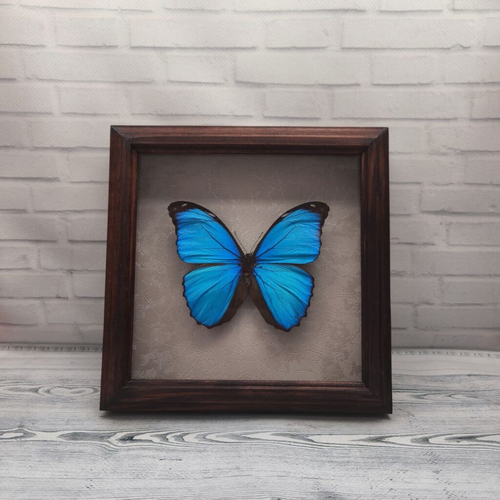 Метелик в рамці Morpho menelaus