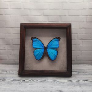 Метелик в рамці Morpho menelaus
