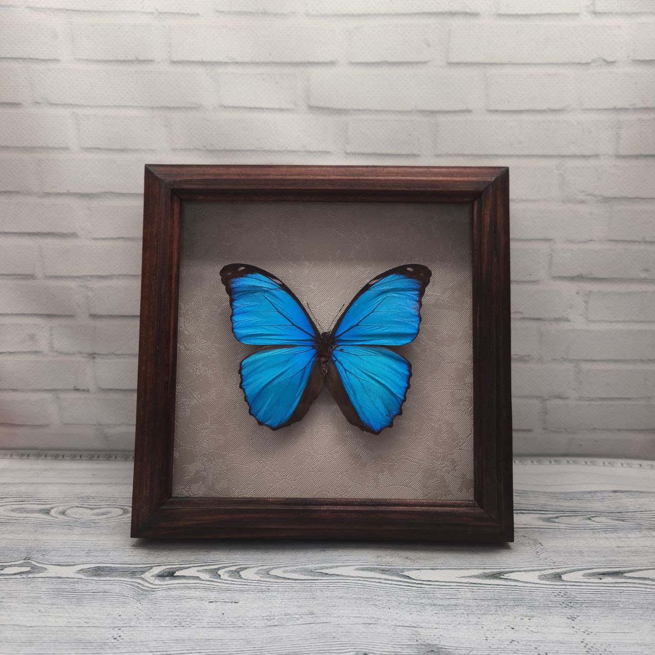 Метелик в рамці Morpho menelaus