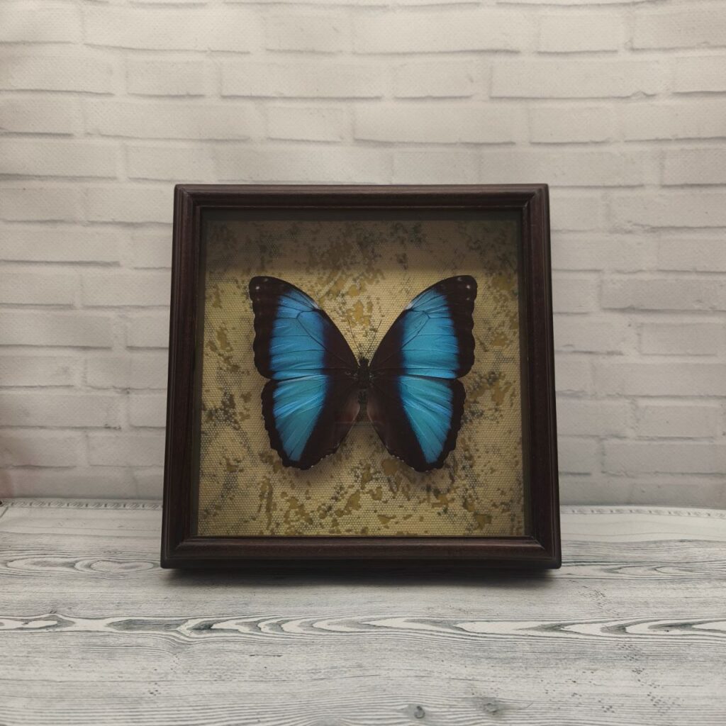 Метелик в рамці Morpho neoptolemus