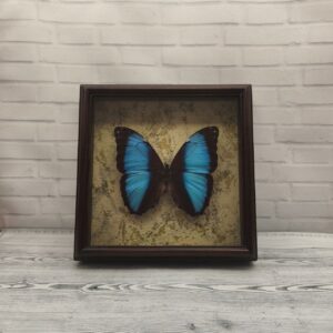 Метелик в рамці Morpho neoptolemus