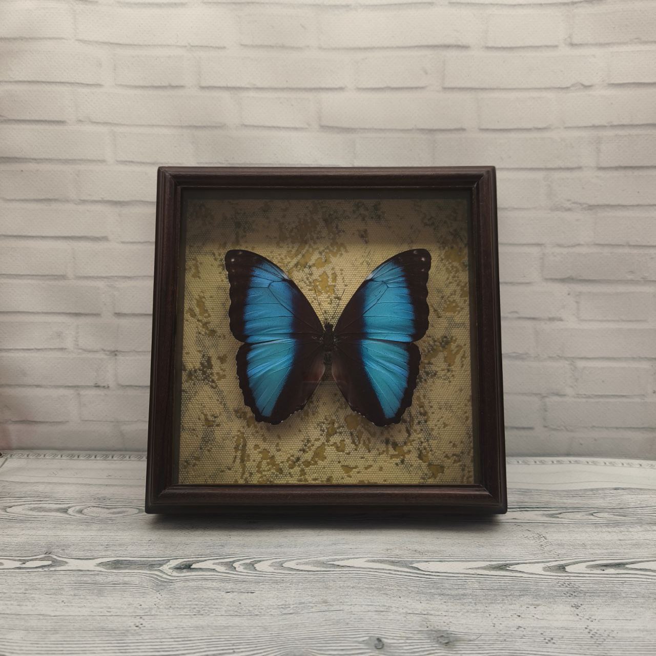 Метелик в рамці Morpho neoptolemus
