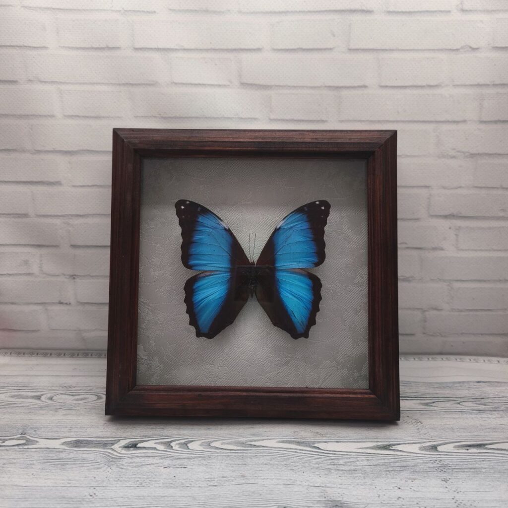 Метелик в рамці Morpho neoptolemus