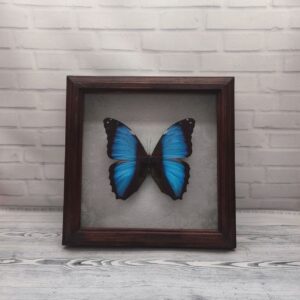 Метелик в рамці Morpho neoptolemus