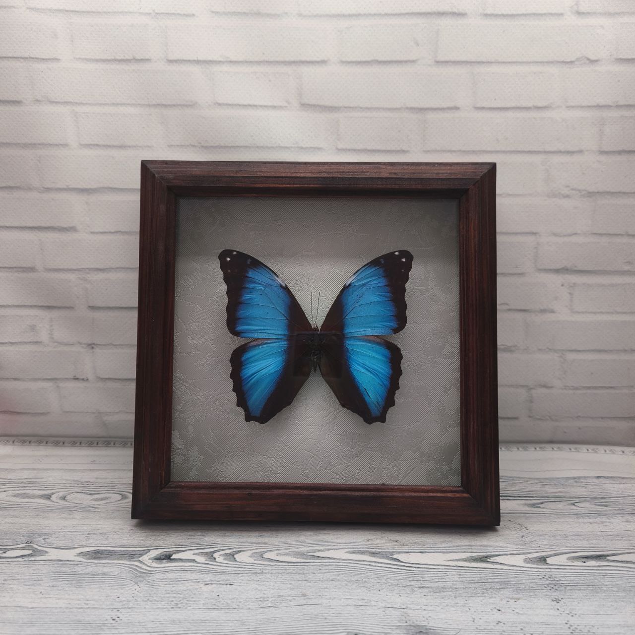 Метелик в рамці Morpho neoptolemus
