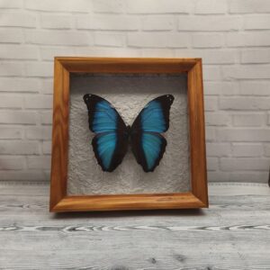 Метелик в рамці Morpho neoptolemus