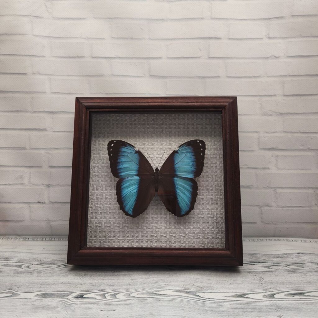 Метелик в рамці Morpho patroclus
