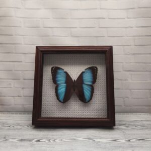 Метелик в рамці Morpho patroclus