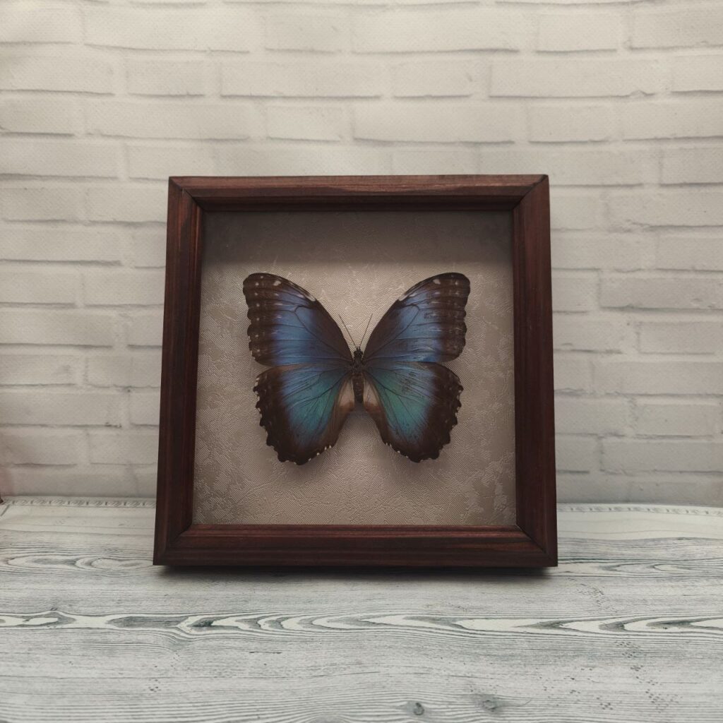 Метелик в рамці Morpho peleides