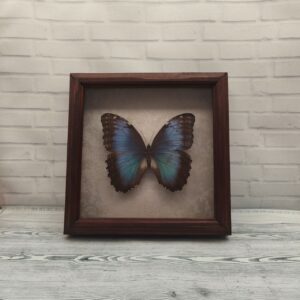 Метелик в рамці Morpho peleides