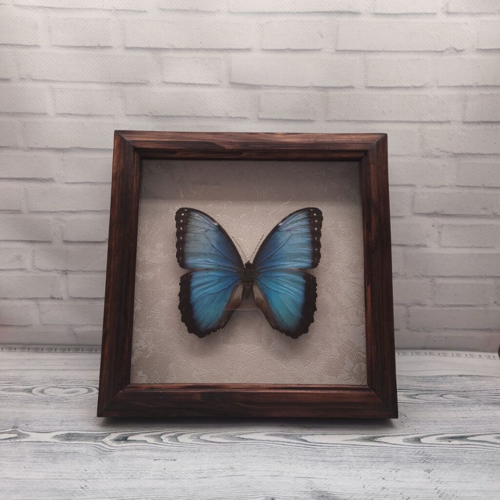 Метелик в рамці Morpho peleides