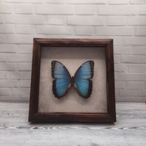 Метелик в рамці Morpho peleides