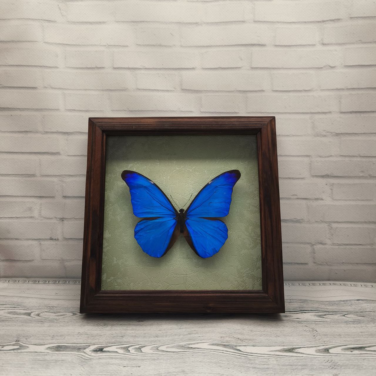 Метелик в рамці Morpho rhetenor