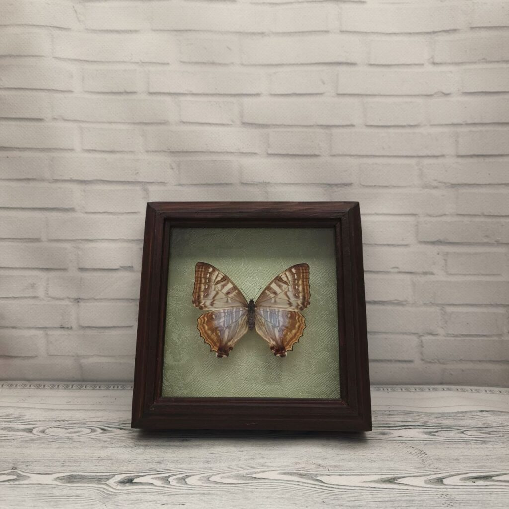 Метелик в рамці Morpho sulkowskii f
