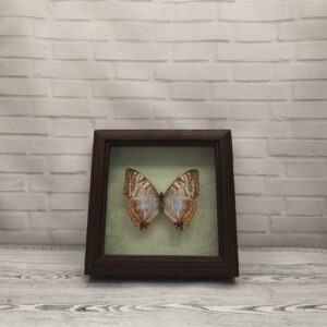 Метелик в рамці Morpho sulkowskii f