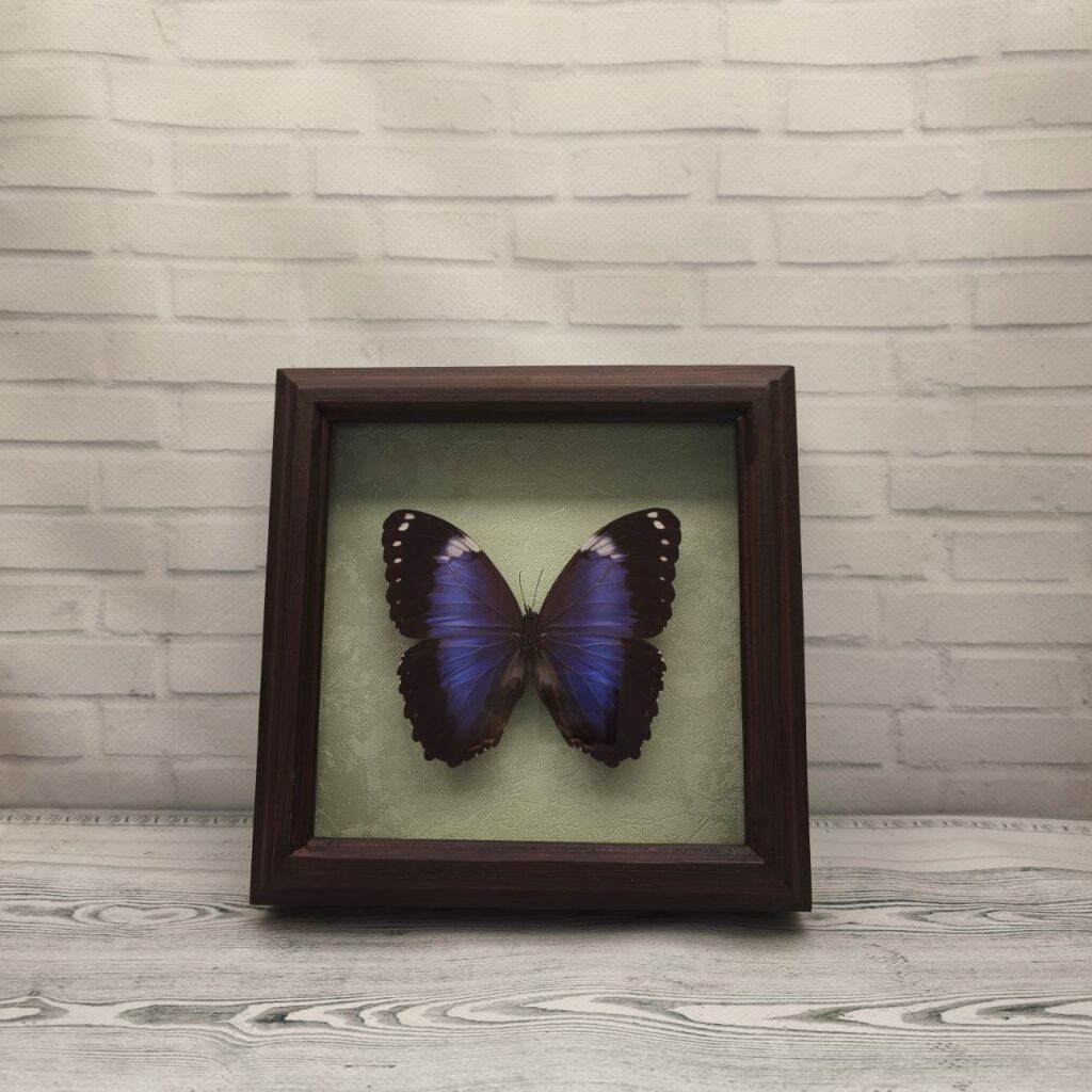 Метелик в рамці Morpho violaceus
