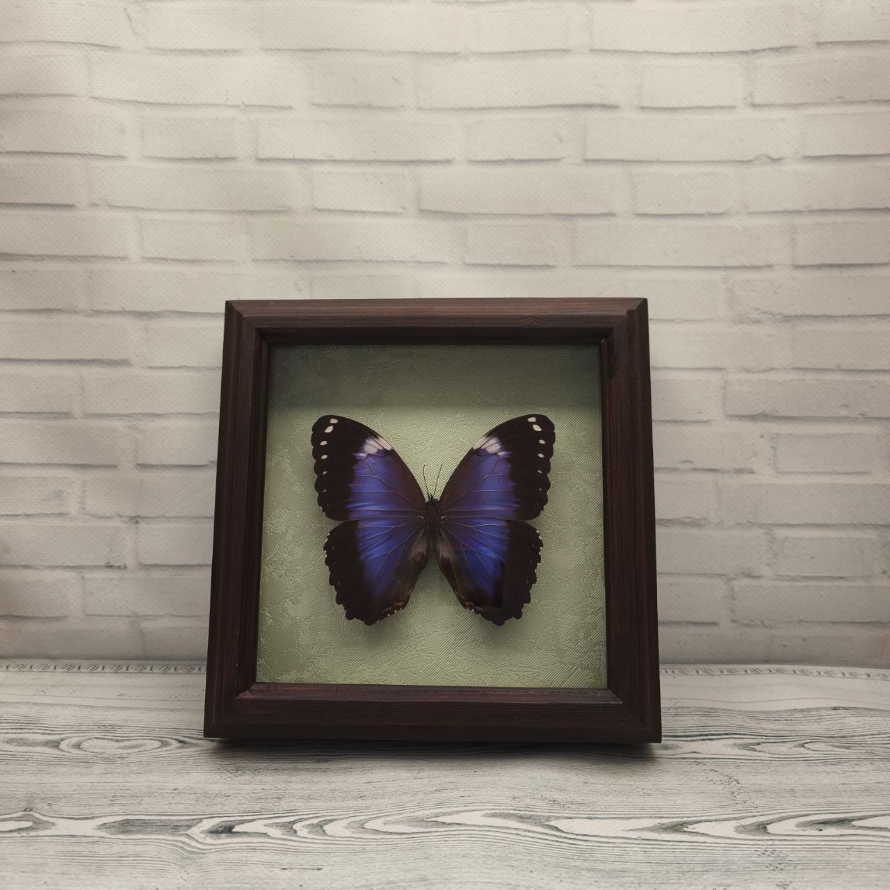 Метелик в рамці Morpho violaceus
