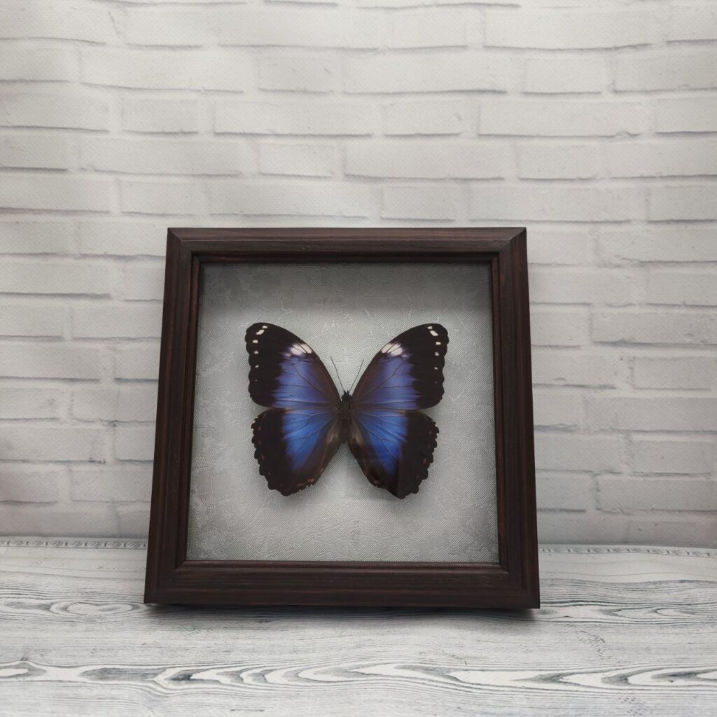 Метелик в рамці Morpho violaceus