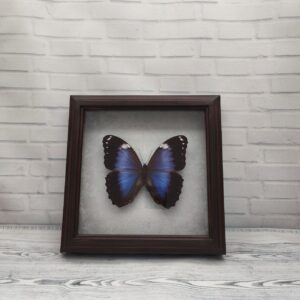Метелик в рамці Morpho violaceus