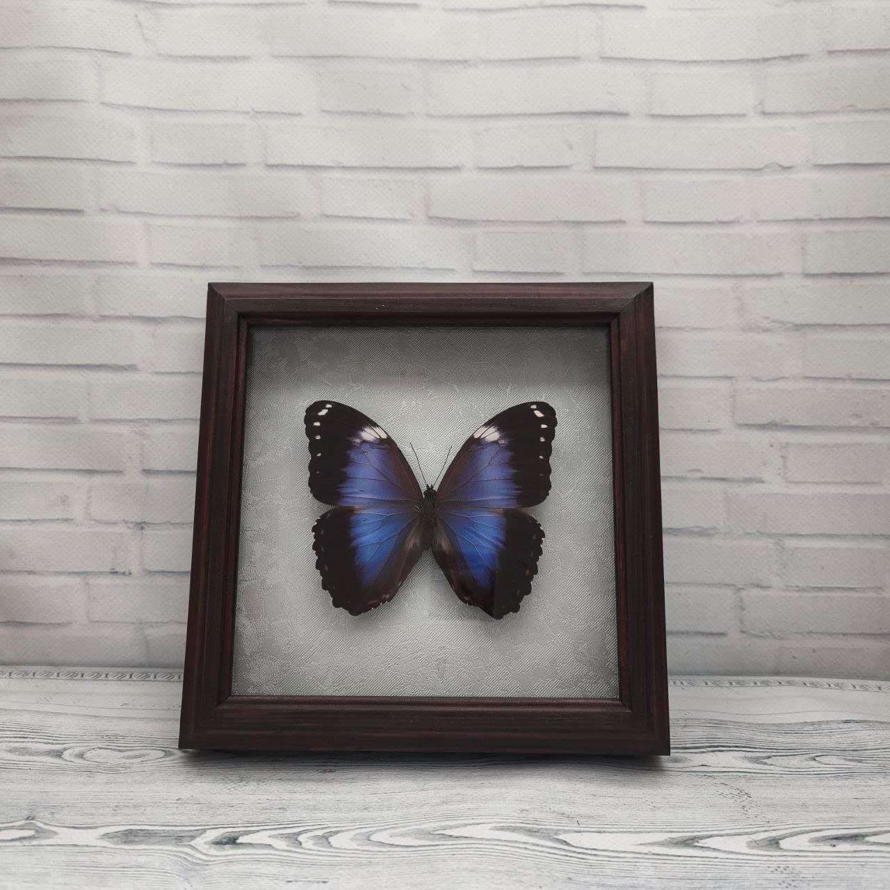 Метелик в рамці Morpho violaceus