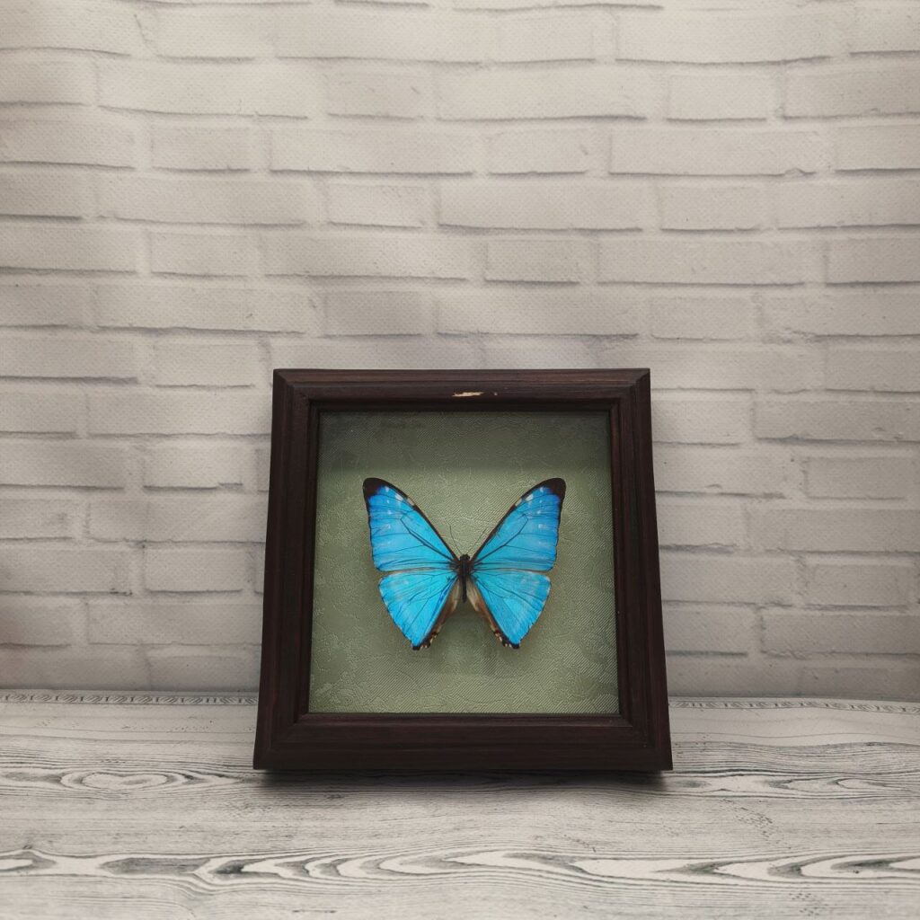 Метелик в рамці Morpho zephyritis