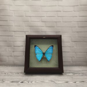 Метелик в рамці Morpho zephyritis