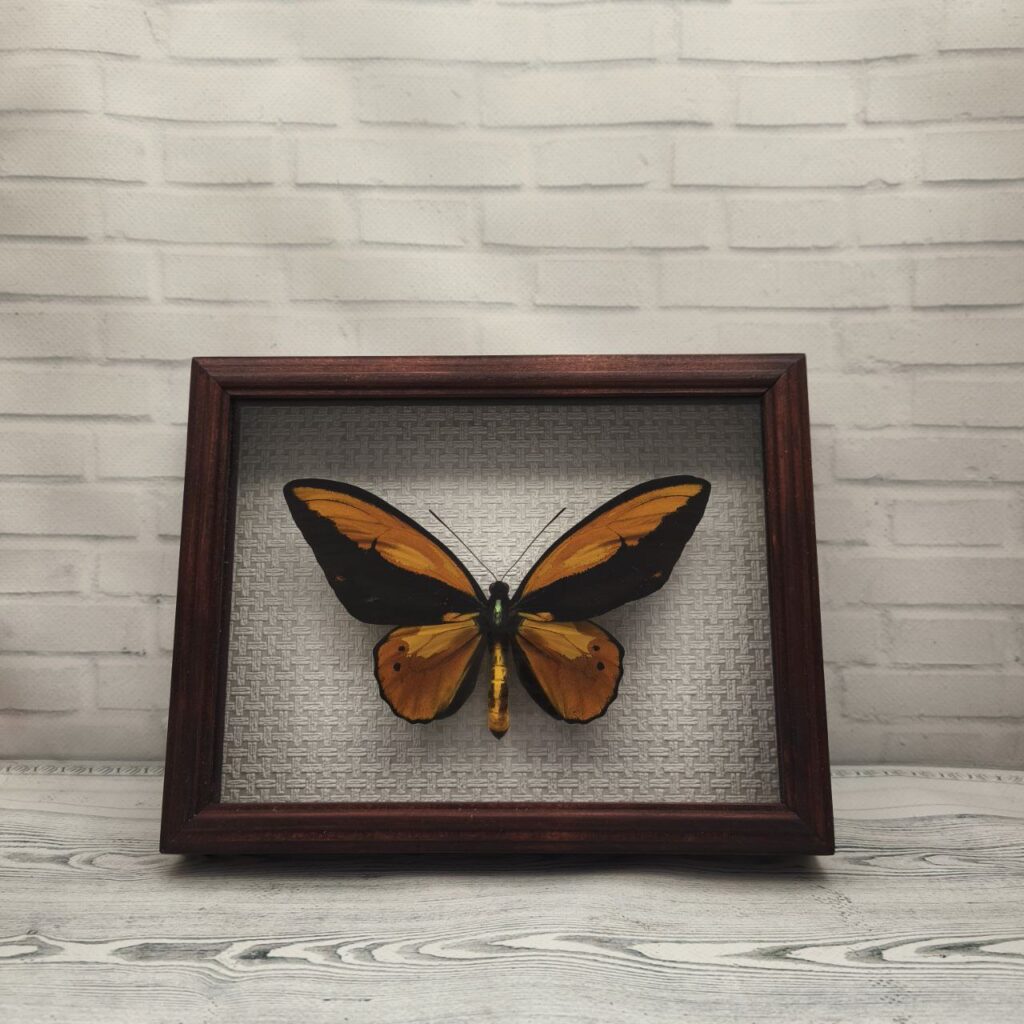 Метелик в рамці Ornithoptera croesus m