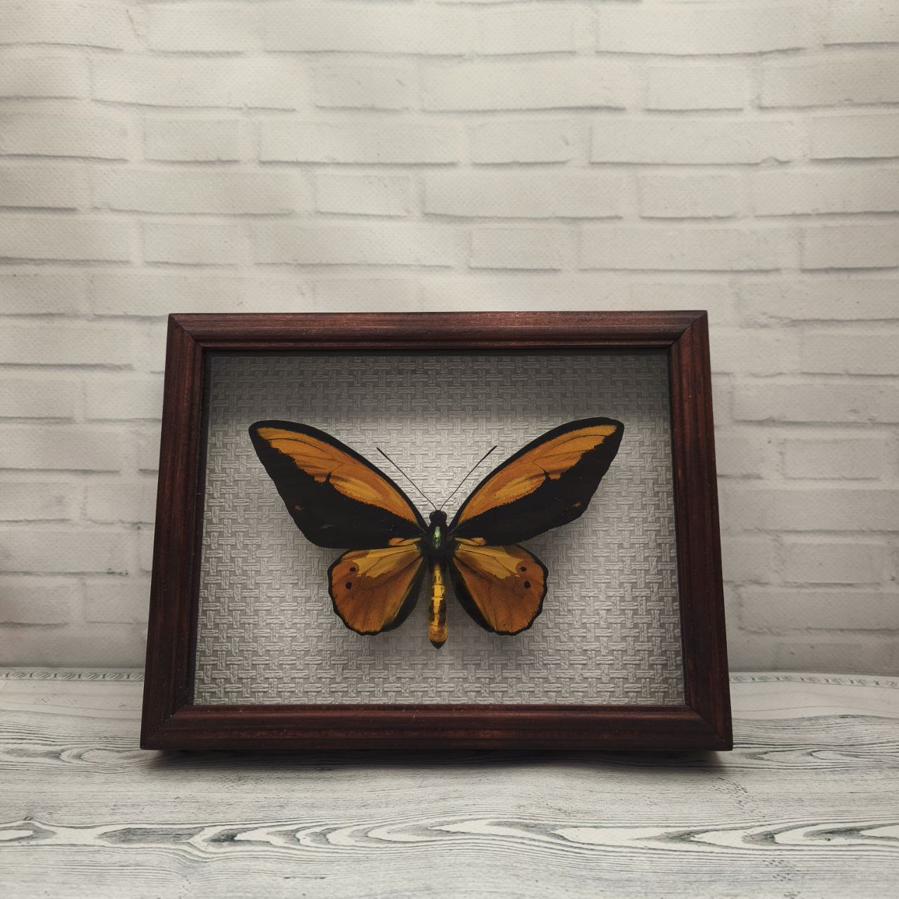 Метелик в рамці Ornithoptera croesus m