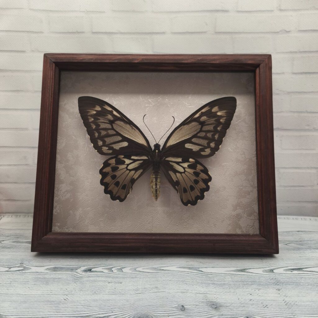 Метелик в рамці Ornithoptera croesus  f