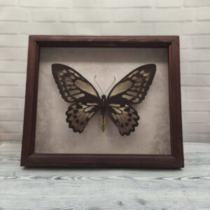 Метелик в рамці Ornithoptera croesus  f