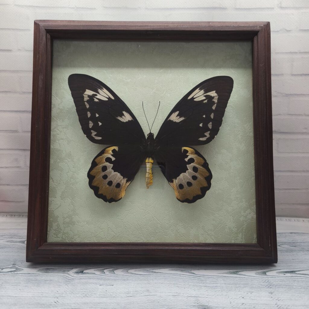 Метелик в рамці Ornithoptera goliath f