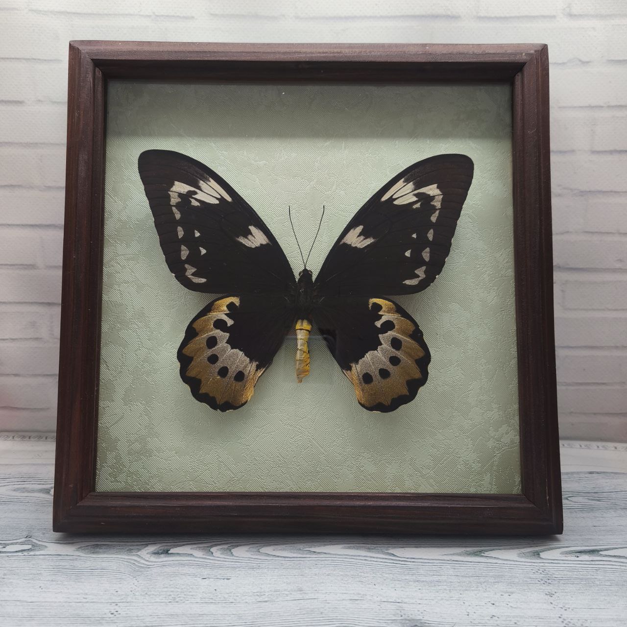 Метелик в рамці Ornithoptera goliath f