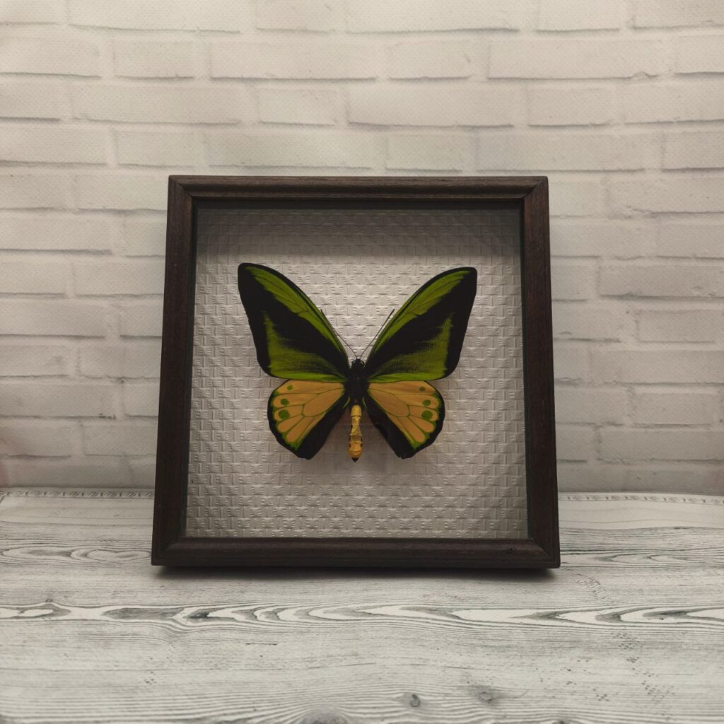 Метелик в рамці Ornithoptera goliath samson m