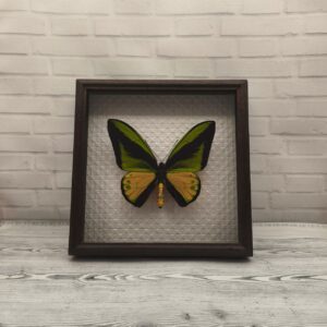 Метелик в рамці Ornithoptera goliath samson m
